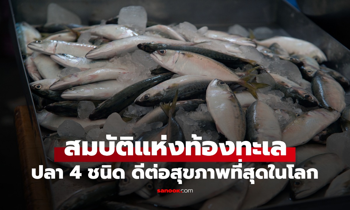 ปลา 4 ชนิด สมบัติล้ำค่าใต้ท้องทะเล บำรุงร่างกายดีที่สุดในโลก คนไทยรู้จักทุกข้อ