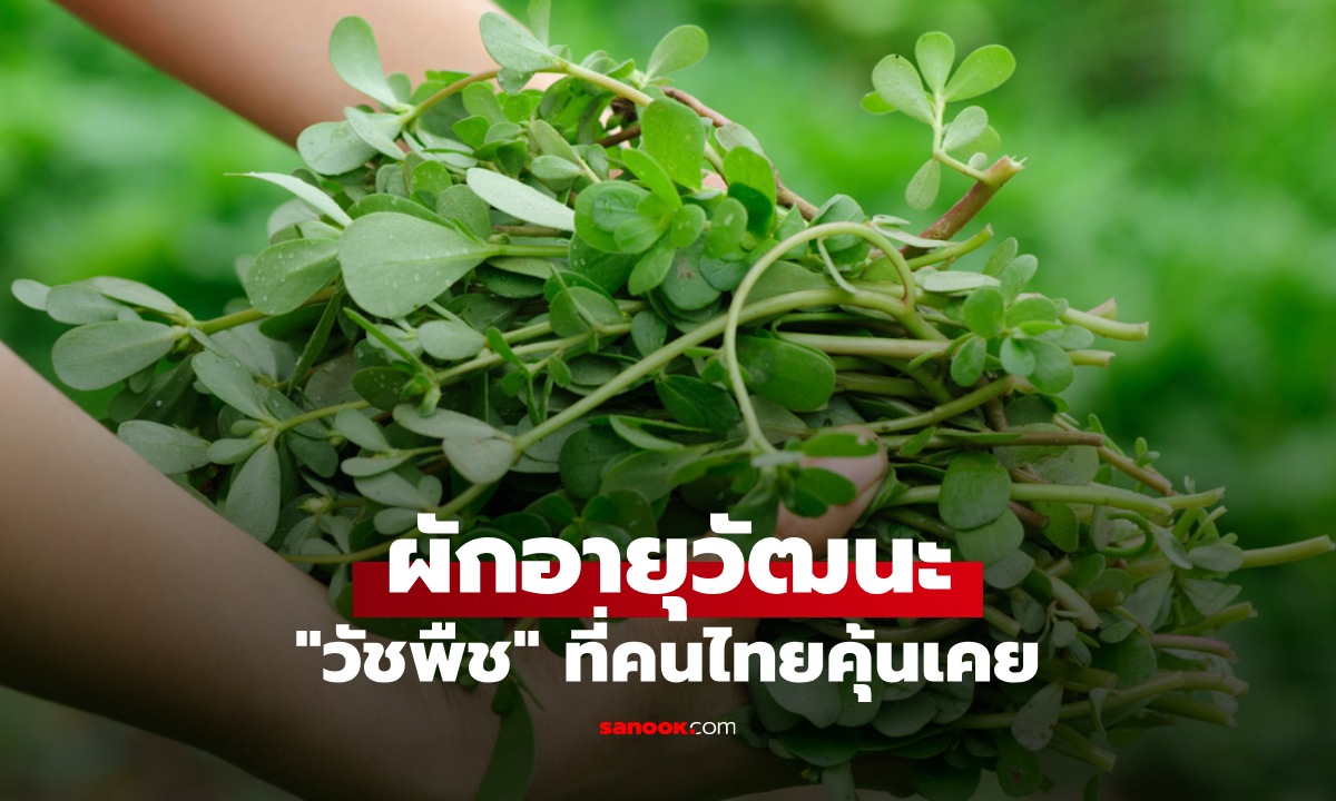 ผักอายุวัฒนะ \
