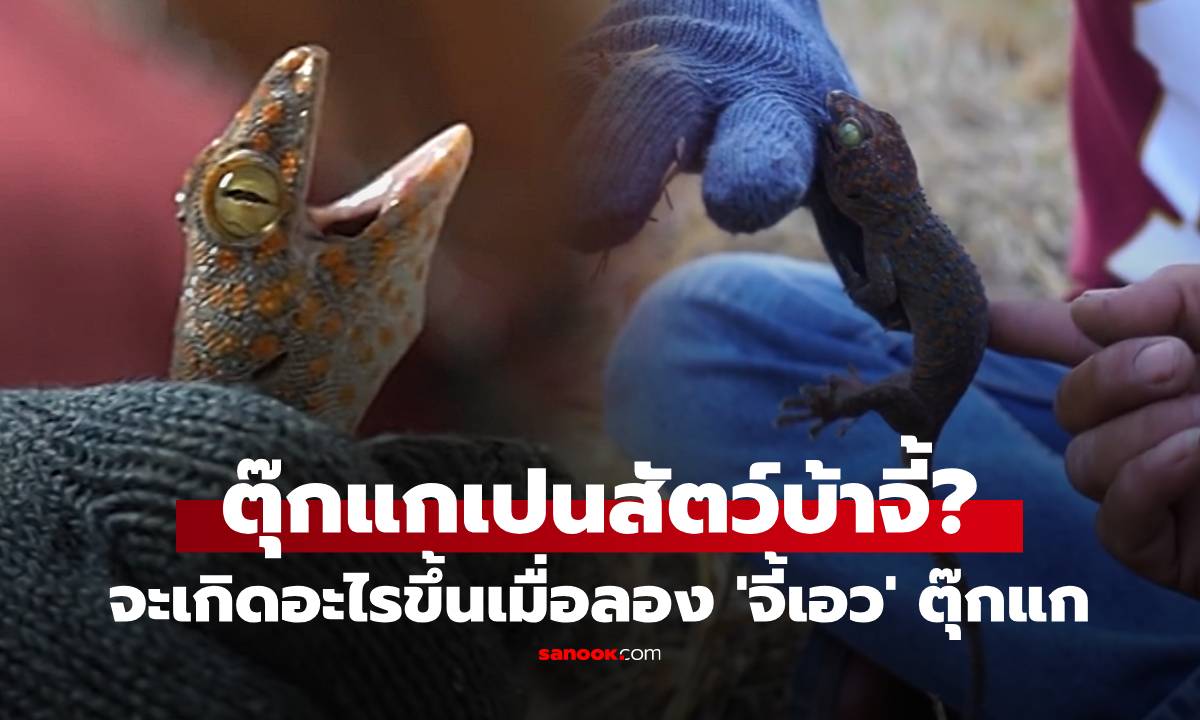 ตุ๊กแกกัดไม่ปล่อยต้องทำไง? หนุ่มพิสูจน์วิธีไหนเวิร์ก ลอง \'จี้เอว\' ผลลัพธ์ที่ได้เกินคาด!