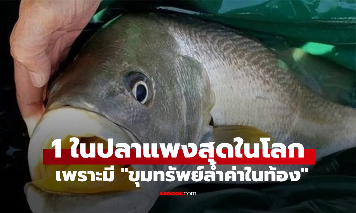 รู้จัก 1 ในปลาที่แพงที่สุดในโลก ซ่อน \