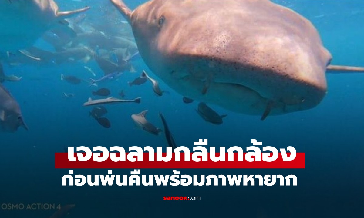 มีคลิป! หนุ่มดำน้ำมัลดีฟส์ กล้องถูกฉลามกลืน-คายทิ้ง บันทึกภาพสุดหายากในปากได้