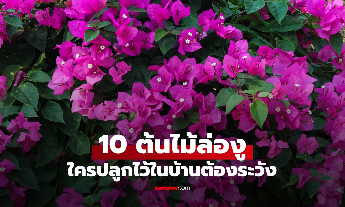 10 ต้นไม้ \