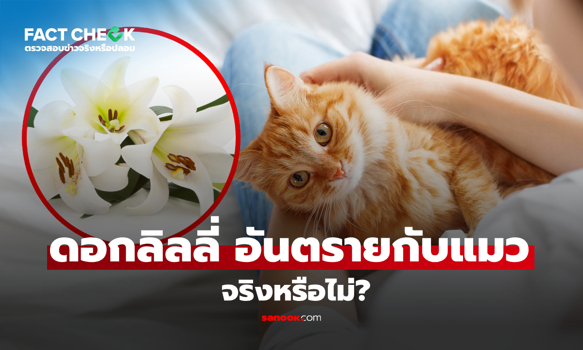 เช็กข่าวชัวร์ : ดอกลิลลี่ เป็นอันตรายต่อแมว จริงหรือไม่
