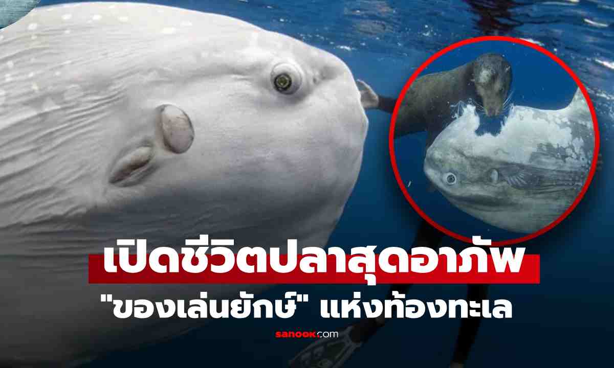 เปิดชีวิตปลาสุดเศร้า \