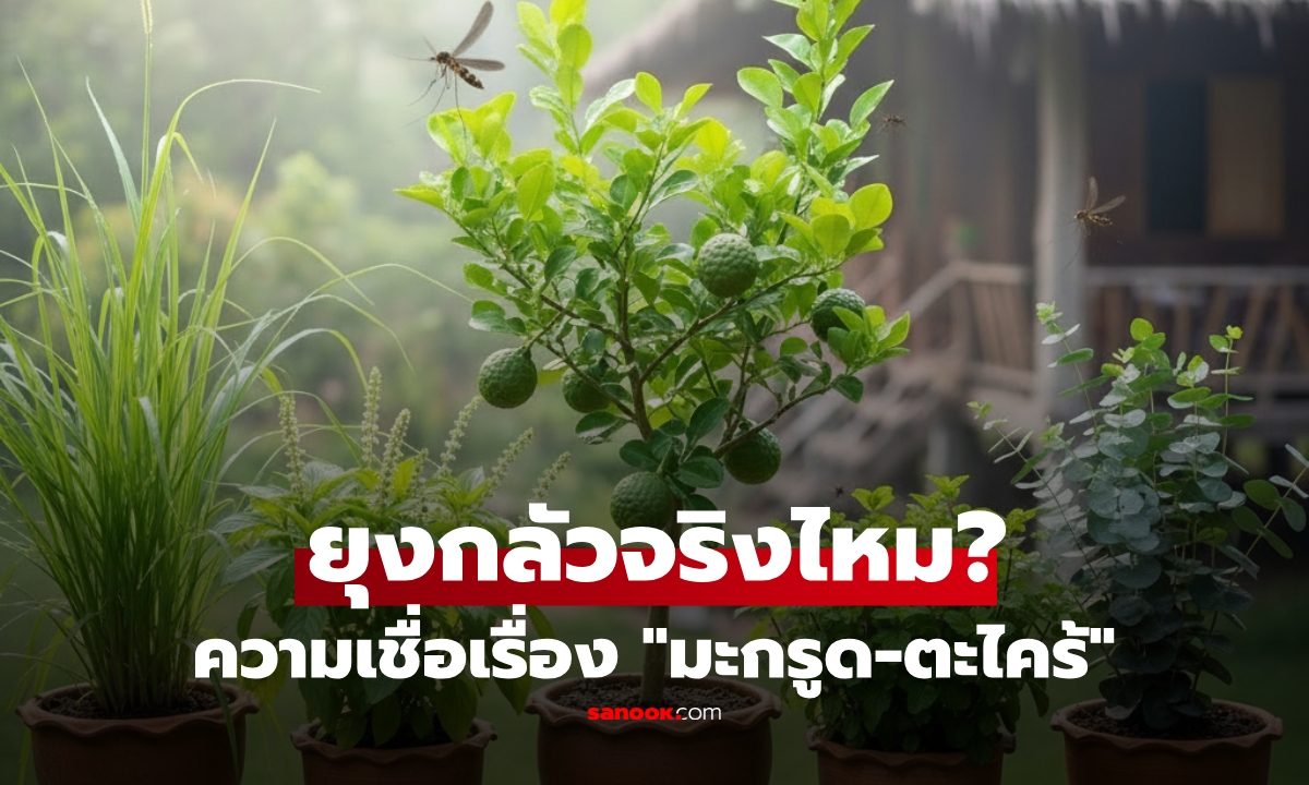 เช็กข่าวชัวร์ : ความเชื่อเรื่อง มะกรูด-ตะไคร้ \