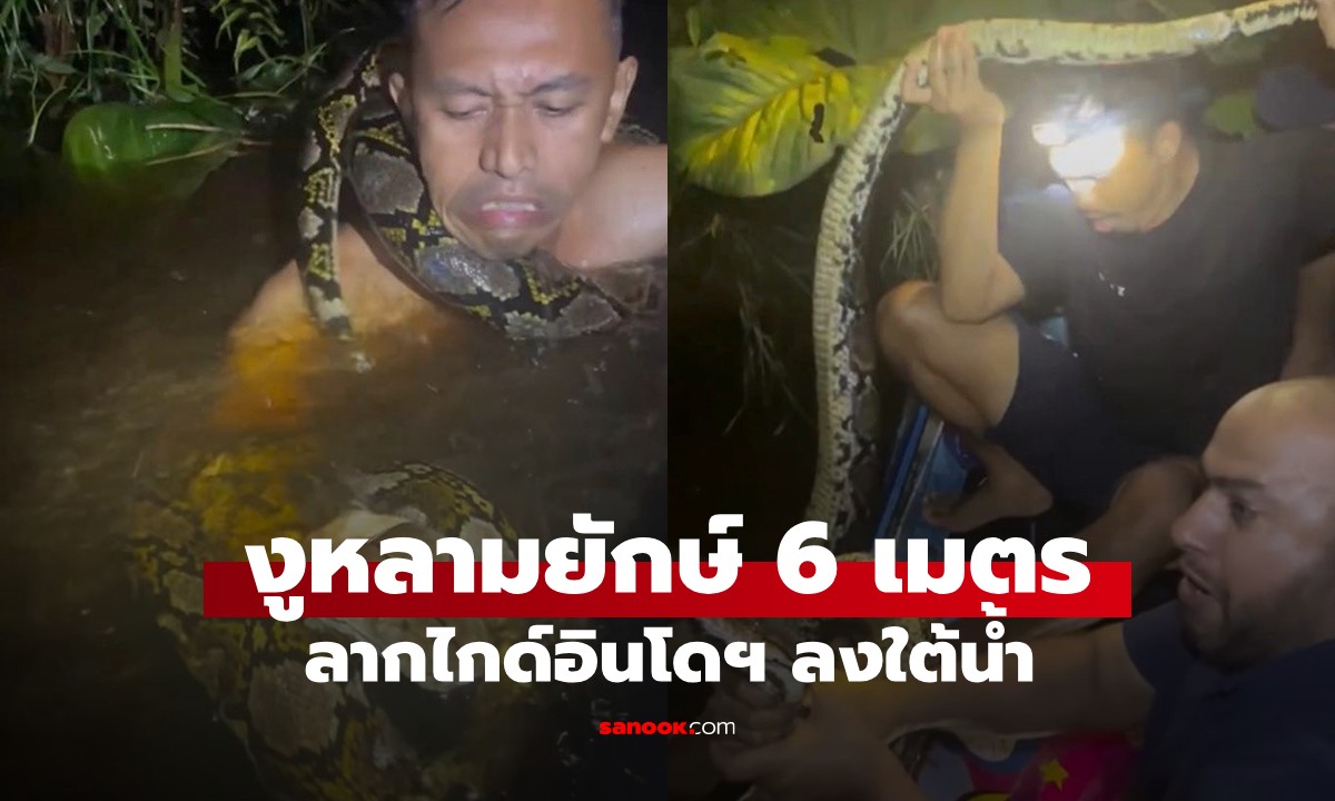 คลิปนาทีชีวิต! งูหลามยักษ์ 6 เมตร ลากไกด์อินโดฯ ลงใต้น้ำ โชคดีเพื่อนช่วยทัน