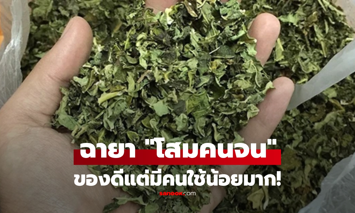 ใบไม้ที่ต่างชาติอวย \