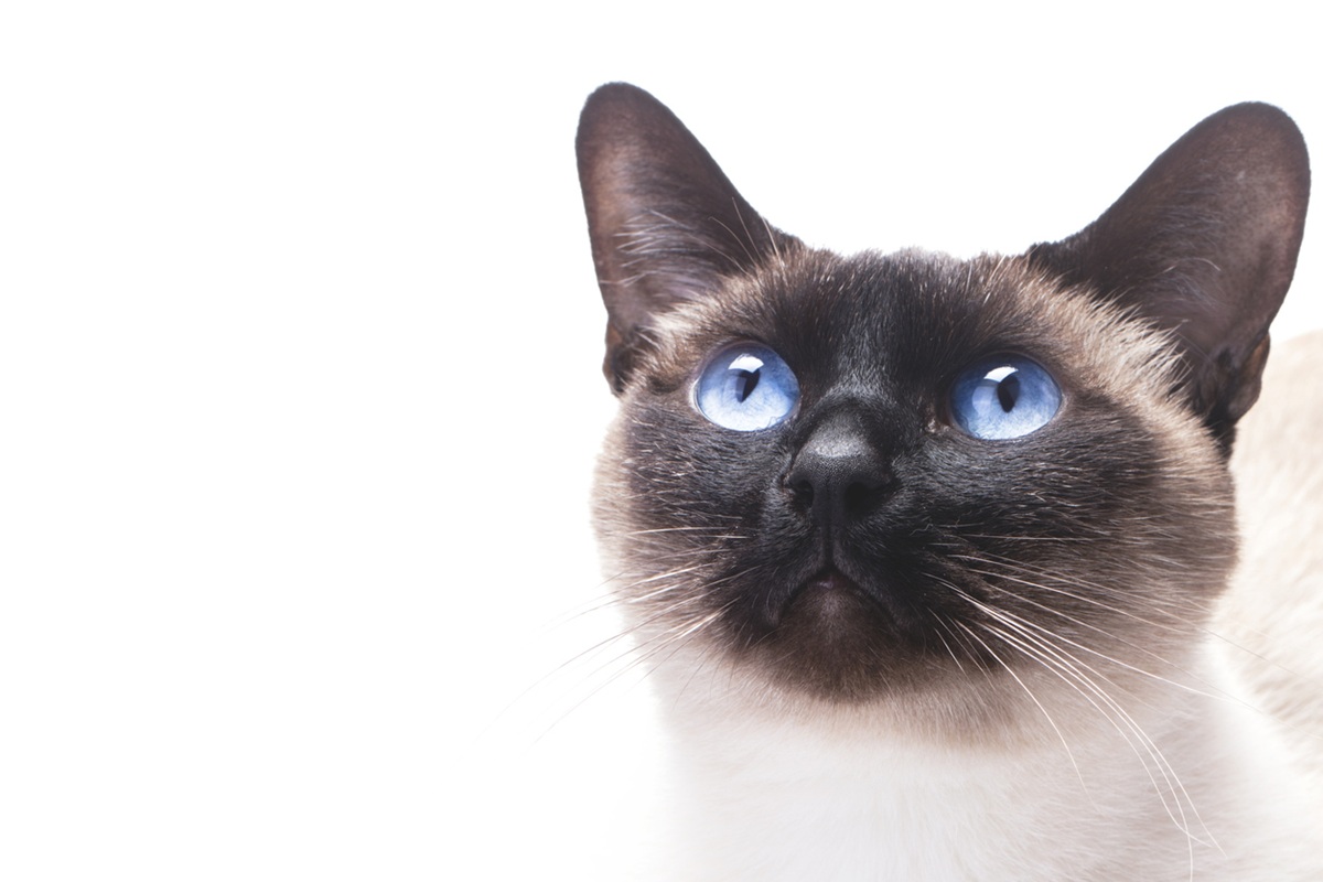 เปิดตำนาน 5 แมวไทยโบราณ กับความเชื่อที่อยู่คู่กับคนไทยมานมนาน