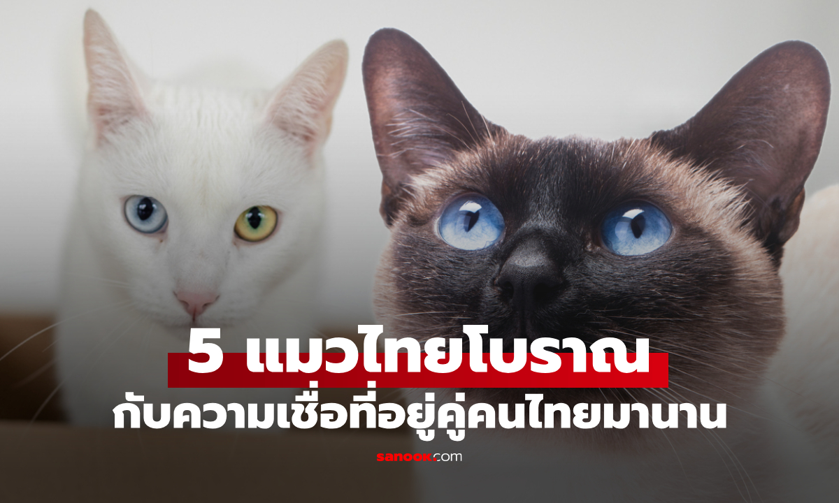 เปิดตำนาน 5 แมวไทยโบราณ กับความเชื่อที่อยู่คู่กับคนไทยมานมนาน