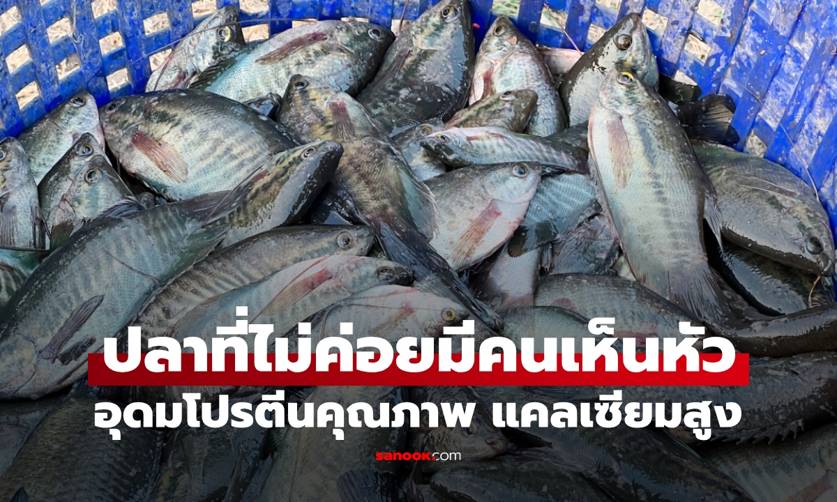 ปลาชนิดนี้คนไม่ค่อยเห็นหัว อุดมโปรตีนคุณภาพ แคลเซียมสูง กลิ่นตุๆ ยิ่งอร่อย