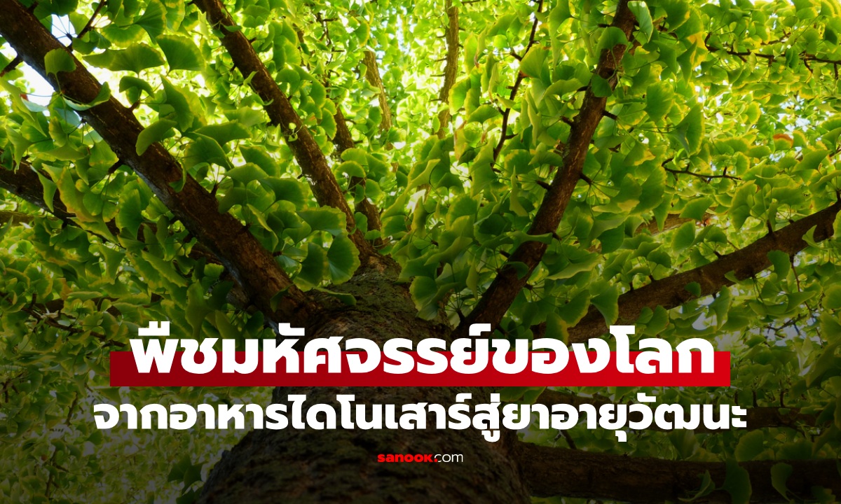 พืชมหัศจรรย์ อยู่มา 270 ล้านปี จากอาหารไดโนเสาร์ สู่ยาอายุวัฒนะของมนุษย์