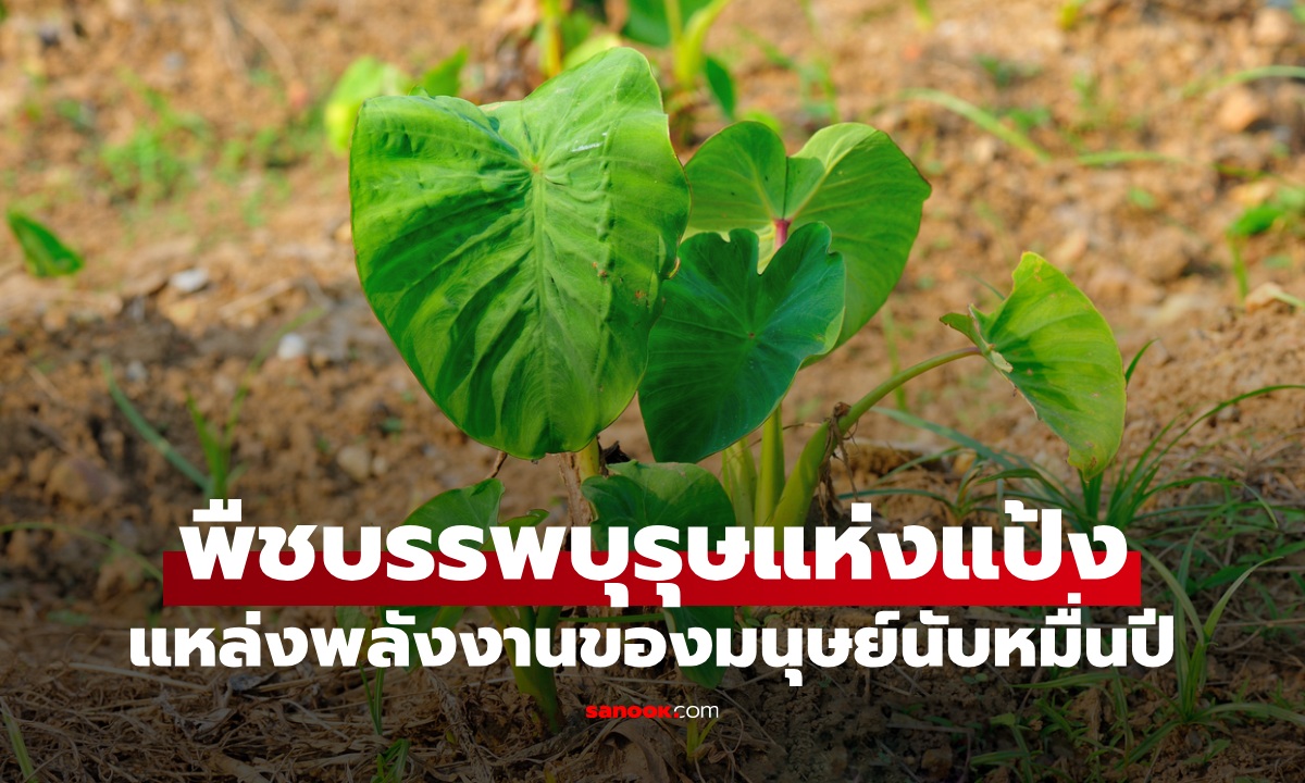 พืชที่เป็น \