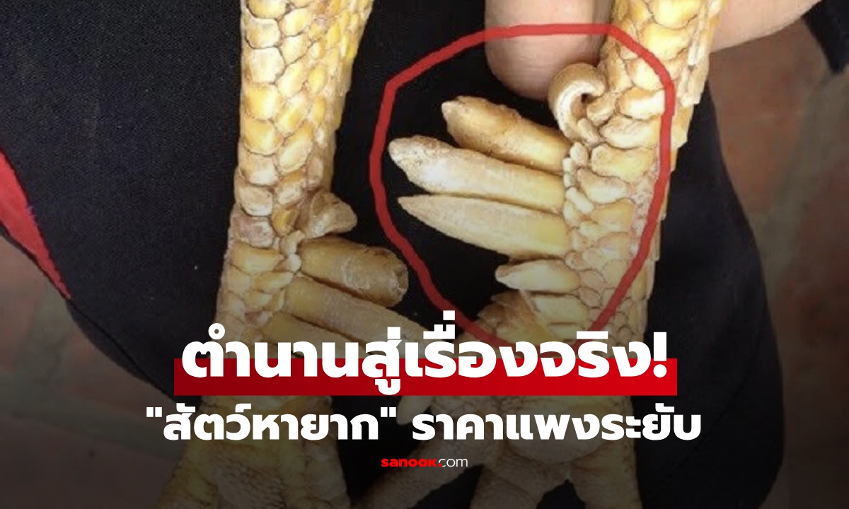 เปิดภาพ \