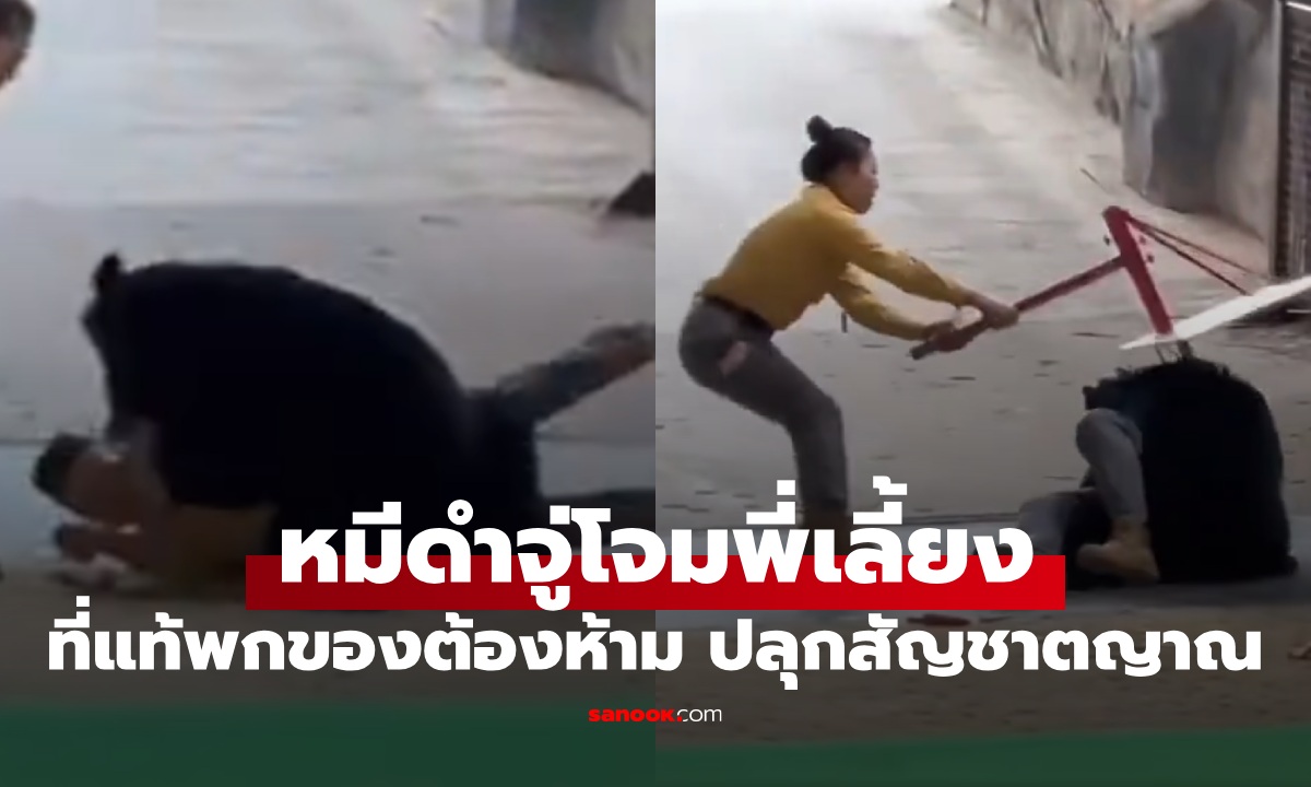 หมีดำแสนรู้ จู่ๆ กระโจนฟัดพี่เลี้ยง ที่แท้พก \