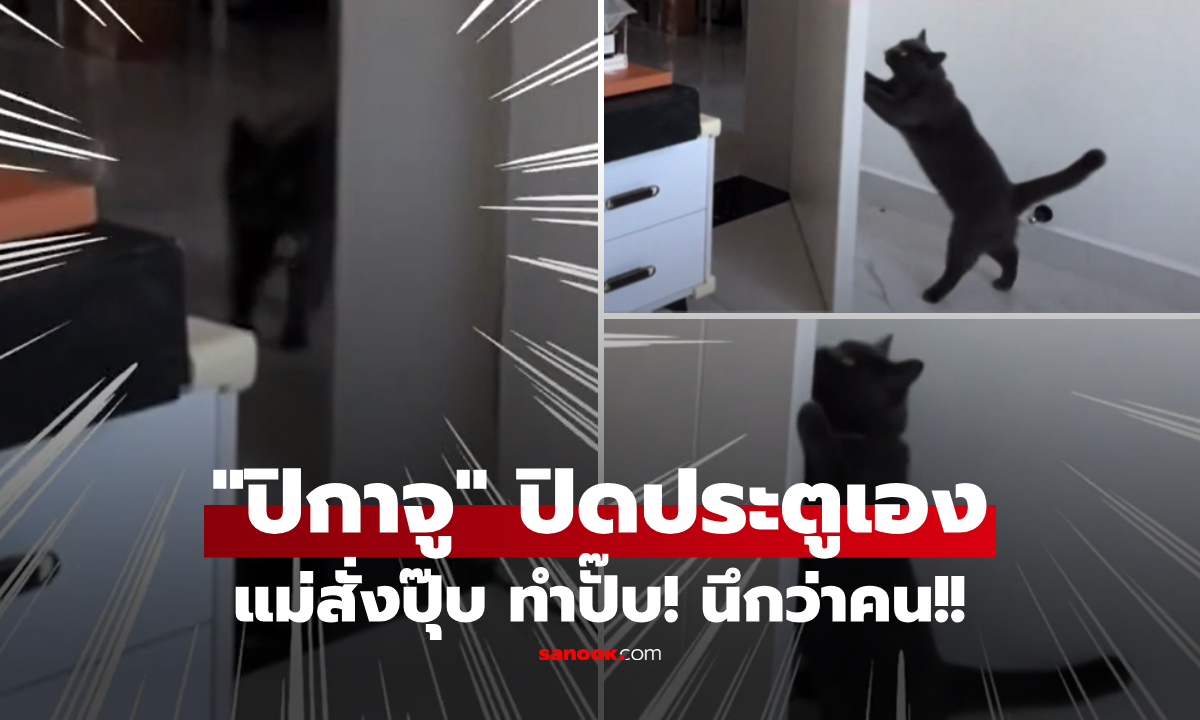 แม่ใช้คุ้มมาก! น้องแมว \