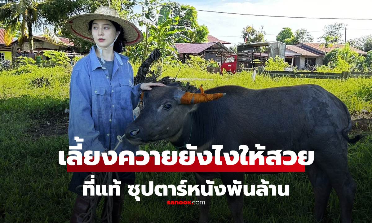 ไวรัล หญิงชาวนาเลี้ยงควาย สวยออร่าพุ่งเกินเรื่องเกินราว พอซูมดู อ้าว! \