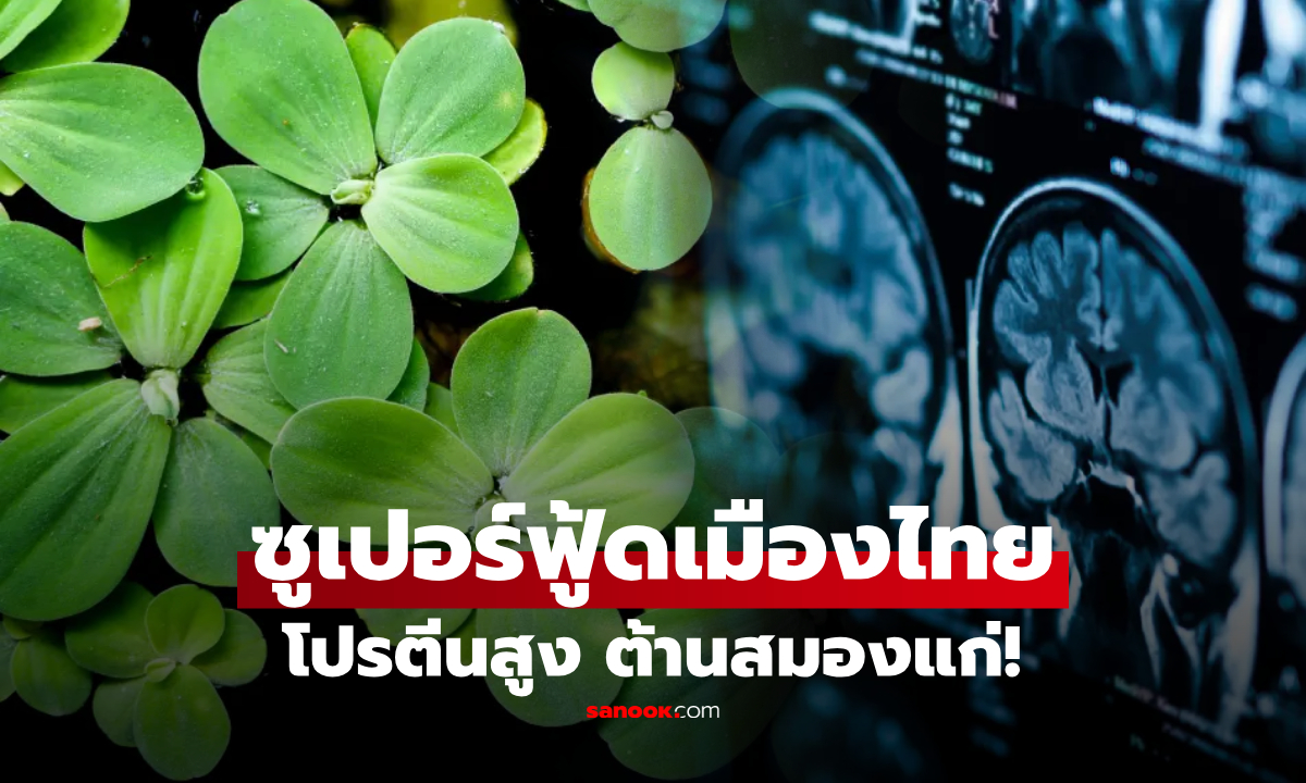 ไทยมีของดี! สุดยอดพืชฉายา "ลูกชิ้นมังสวิรัติ" กินต้านสมองแก่ วิจัยชี้โปรตีนสูงเท่าไข่ไก่