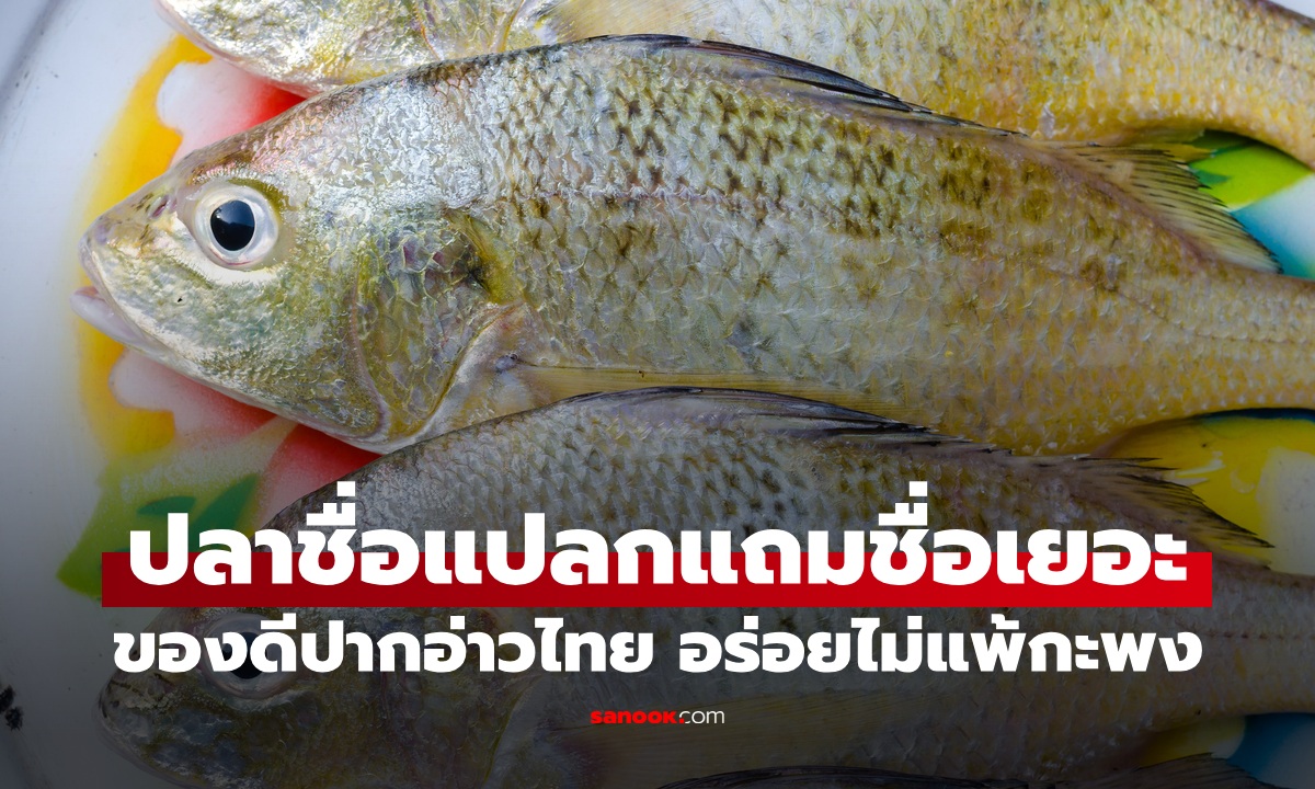 ปลาชื่อแปลก ได้ยินแล้วร้องห๊ะ! ของดีจากปากอ่าวไทย อร่อยไม่แพ้ปลากะพงขาว
