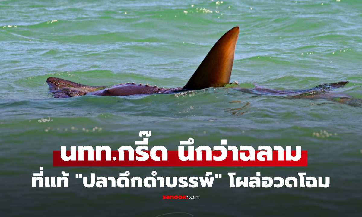 แตกตื่นนึกว่าฉลาม! พบ \