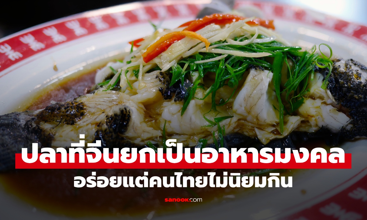 ปลา 1 ชนิด จีนยกเป็นอาหารมงคล เนื้อนุ่มอร่อยเลิศ คนไทยได้ยินชื่อก็ไม่อยากกินแล้ว