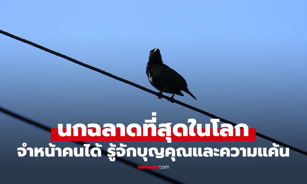 นกฉลาดที่สุดในโลก อันดับ 1 จำหน้าคนได้ รู้จักบุญคุณและความแค้น ที่ไทยมีเยอะ