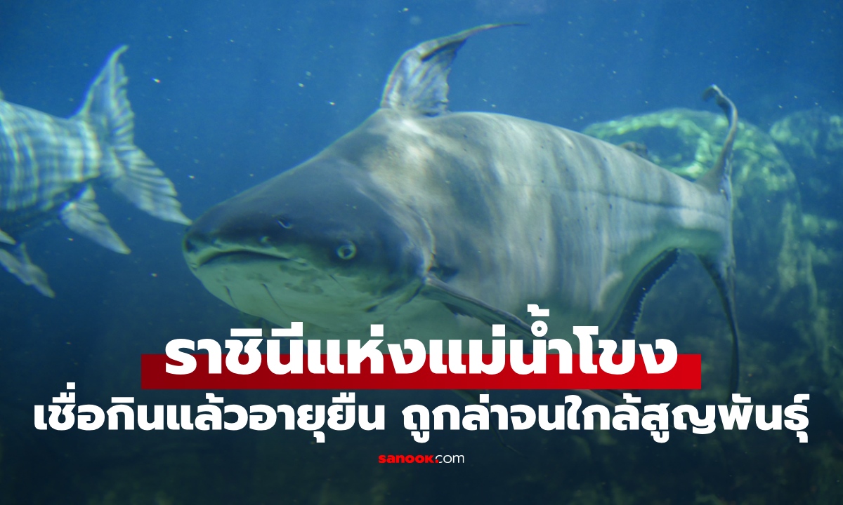 ปลาที่ได้ฉายา \