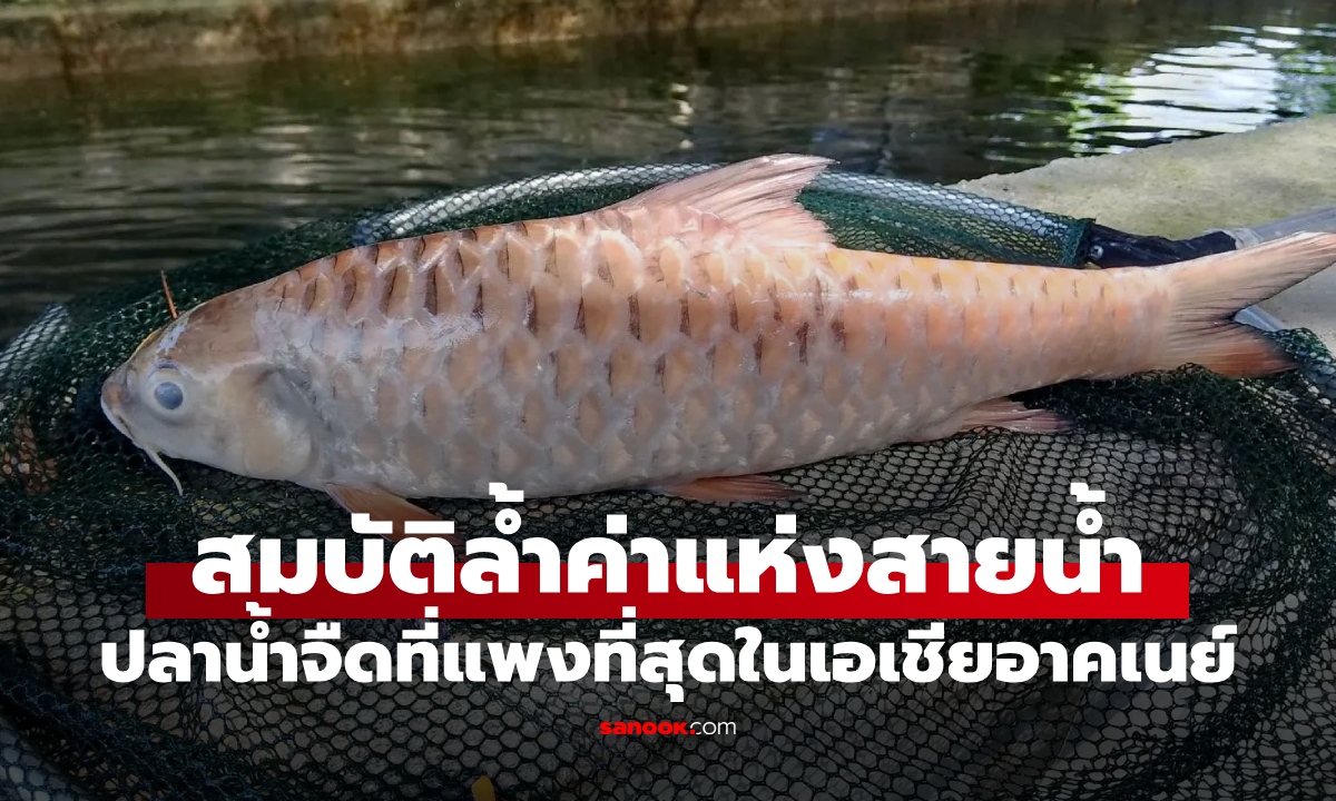 ปลาน้ำจืด \