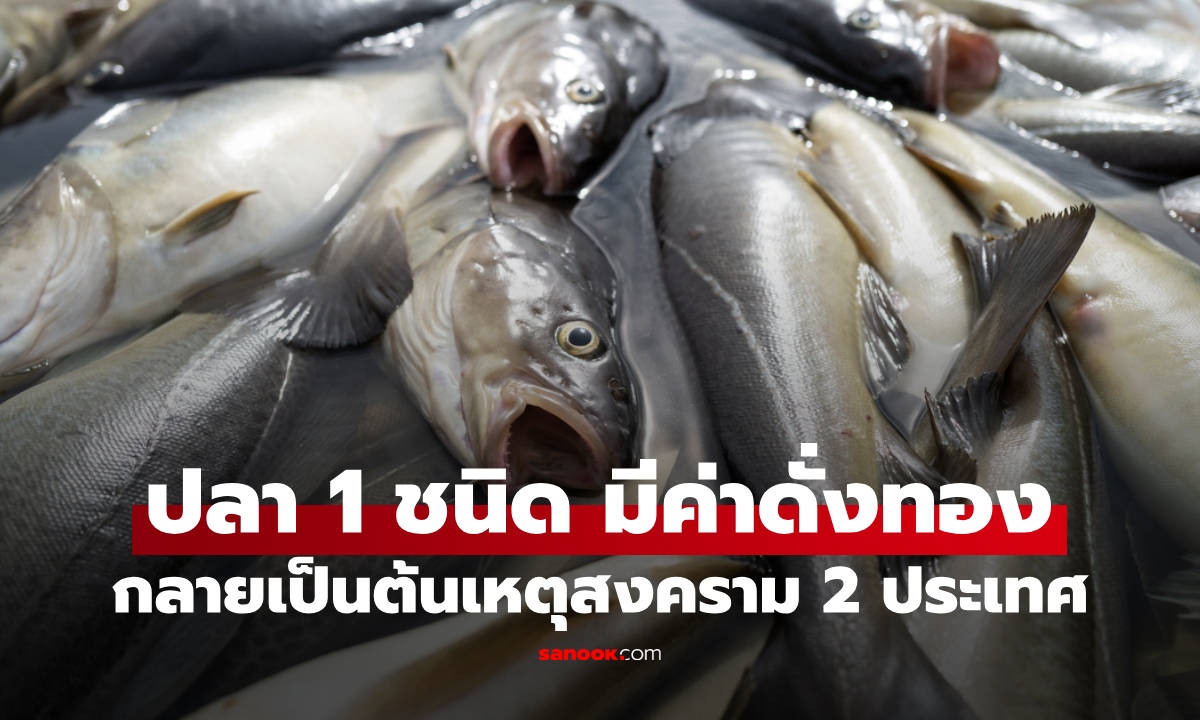 ปลา 1 ชนิด มีค่าดั่งทอง ต้นเหตุสงคราม 2 ประเทศ ต้นตำรับเมนูอร่อยของคนทั่วโลก