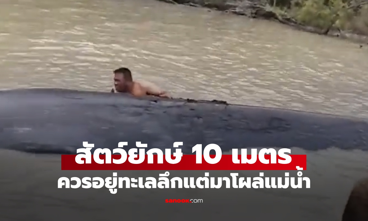 ตะลึงทั้งอำเภอ! สัตว์ยักษ์ 10 เมตร ที่ควรอยู่ในทะเลลึก โผล่เกยตื้นในแม่น้ำชุมชน (คลิป)