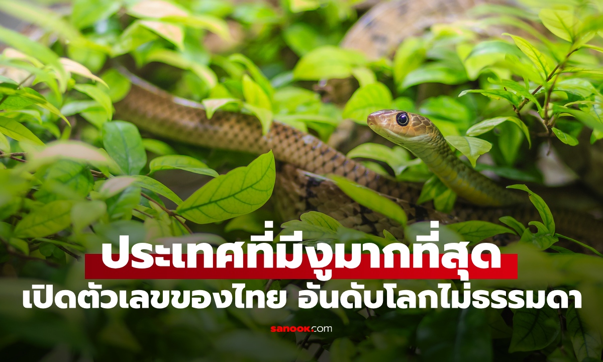 ประเทศที่มี "งู" มากที่สุดในโลก สะท้อนระบบนิเวศ เปิดตัวเลขของไทยไม่ธรรมดา!
