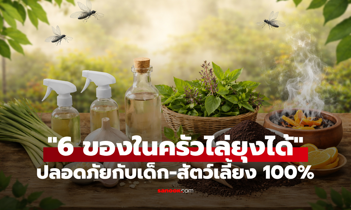 หมดปัญหาบ้านยุงเยอะ! "วิธีไล่ยุง" ด้วยของก้นครัว ปลอดภัยกับเด็กและสัตว์เลี้ยง 100%