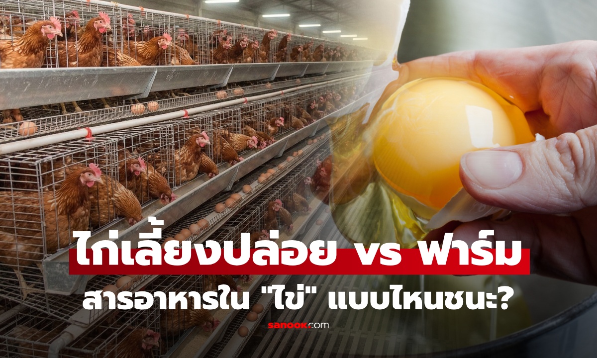 ไข่ไก่เลี้ยงปล่อย vs ไข่ไก่ฟาร์ม สารอาหารต่างกันจริงหรือ? กินแบบไหนดีกว่า สรุปมาให้แล้ว