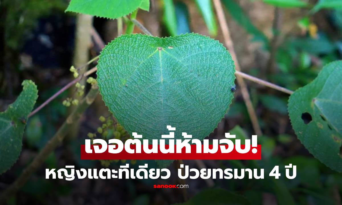 ขนลุก! แค่สัมผัส "ใบไม้" หญิงต้องทนทุกข์ 4 ปี ความจริงของพืชชนิดนี้น่ากลัวมาก