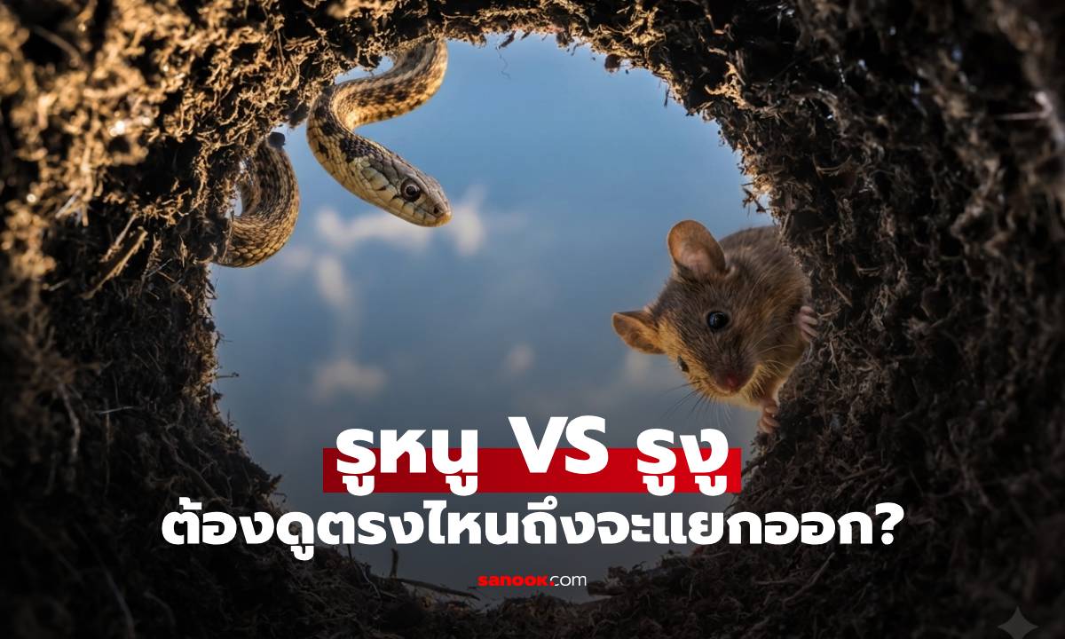 รูหนู VS รูงู ต่างกันยังไง? วิธีแยกแยะภัยเงียบในสวนหลังบ้านที่คุณต้องรู้