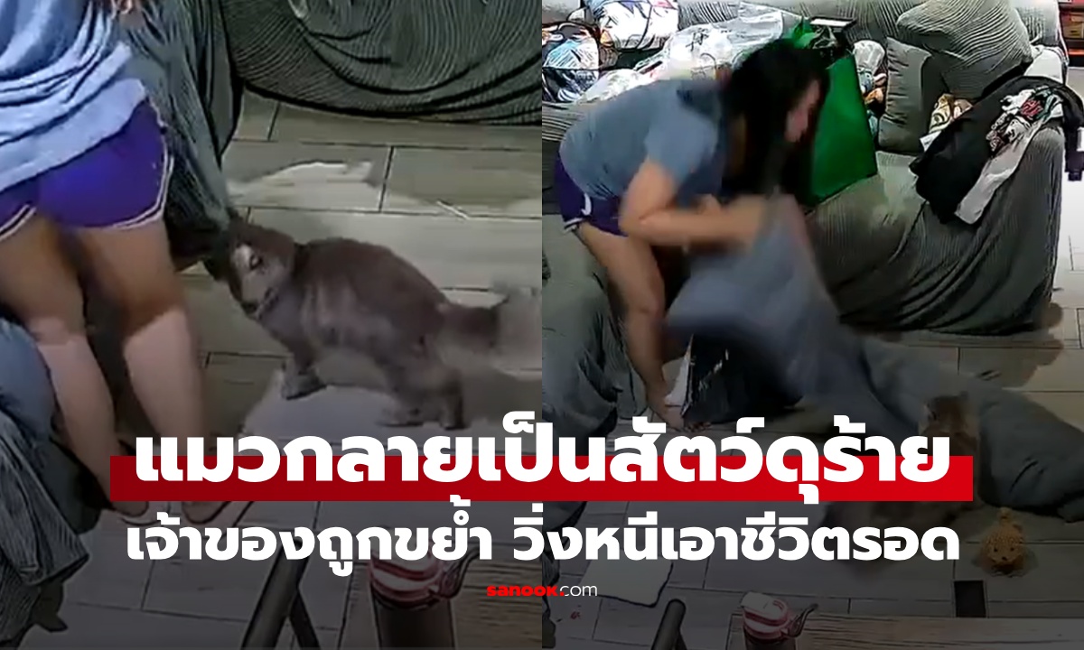 แมวเป็นสัตว์ดุร้าย! เจ้าของหนีเอาชีวิตรอด จู่ๆ ถูกโจมตีขย้ำแบบเอาเป็นเอาตาย (คลิป)
