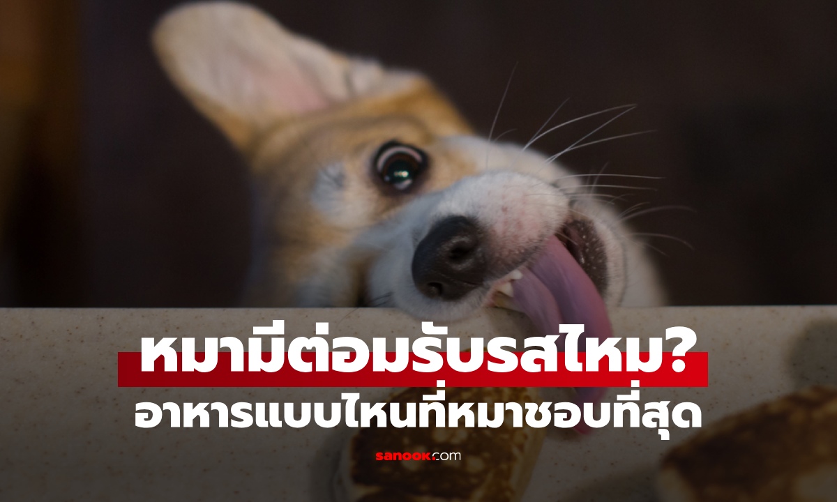 หมามีต่อมรับรสไหม? อาหารรสชาติไหนอร่อยที่สุด 7 ความจริงที่เจ้าของอาจไม่รู้