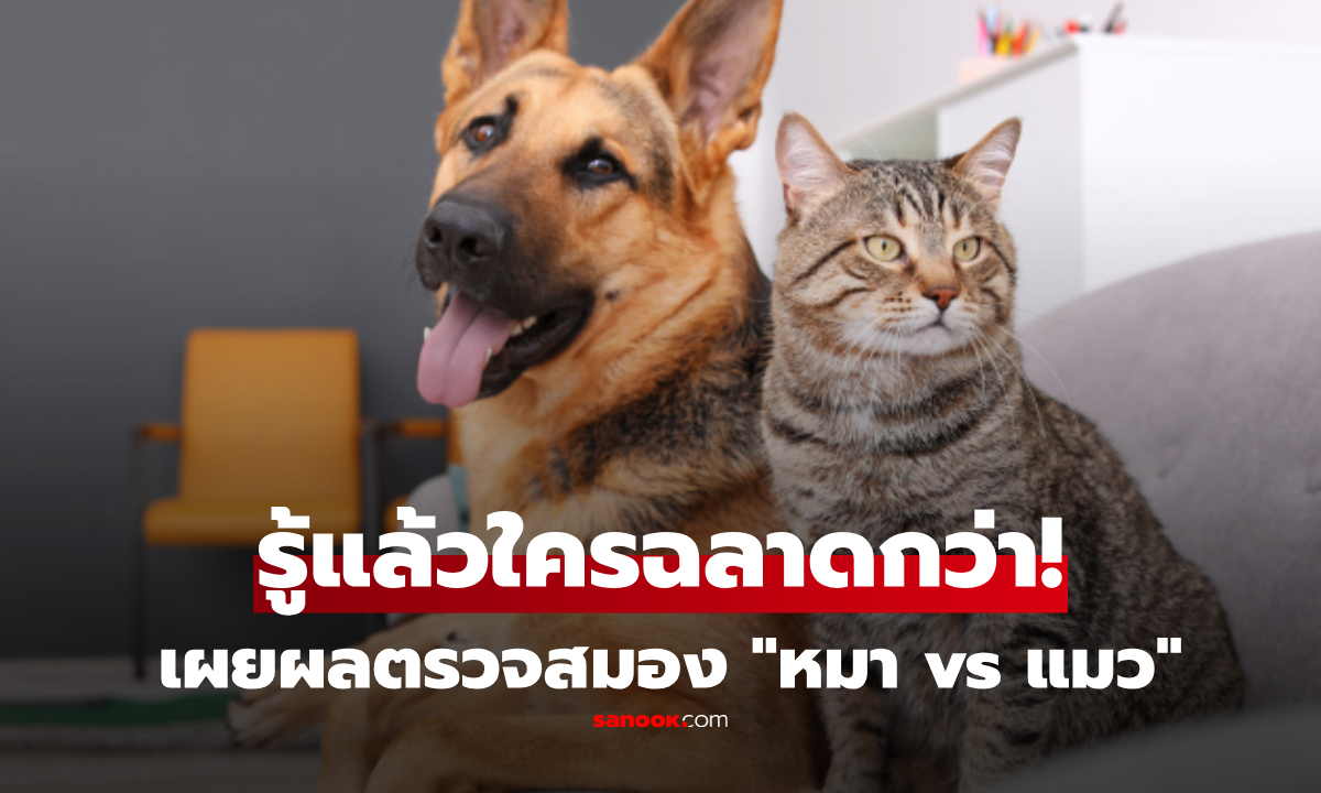 เลิกเถียง! ผลตรวจสมอง “หมา vs แมว” ใครฉลาดกว่ากัน? ชัดแล้วแชมป์คือสายพันธุ์ยอดฮิต