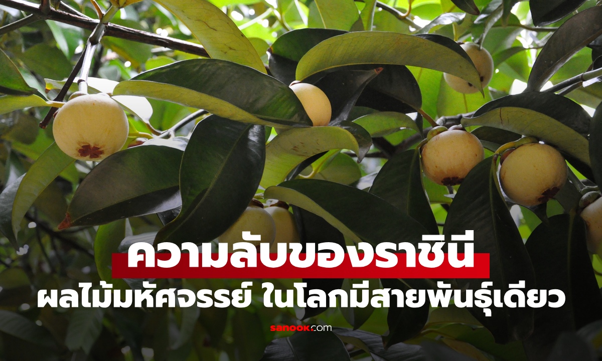 ความลับของราชินี! ผลไม้มหัศจรรย์คู่คนไทย ในโลกมีแค่เพียง "สายพันธุ์เดียว"