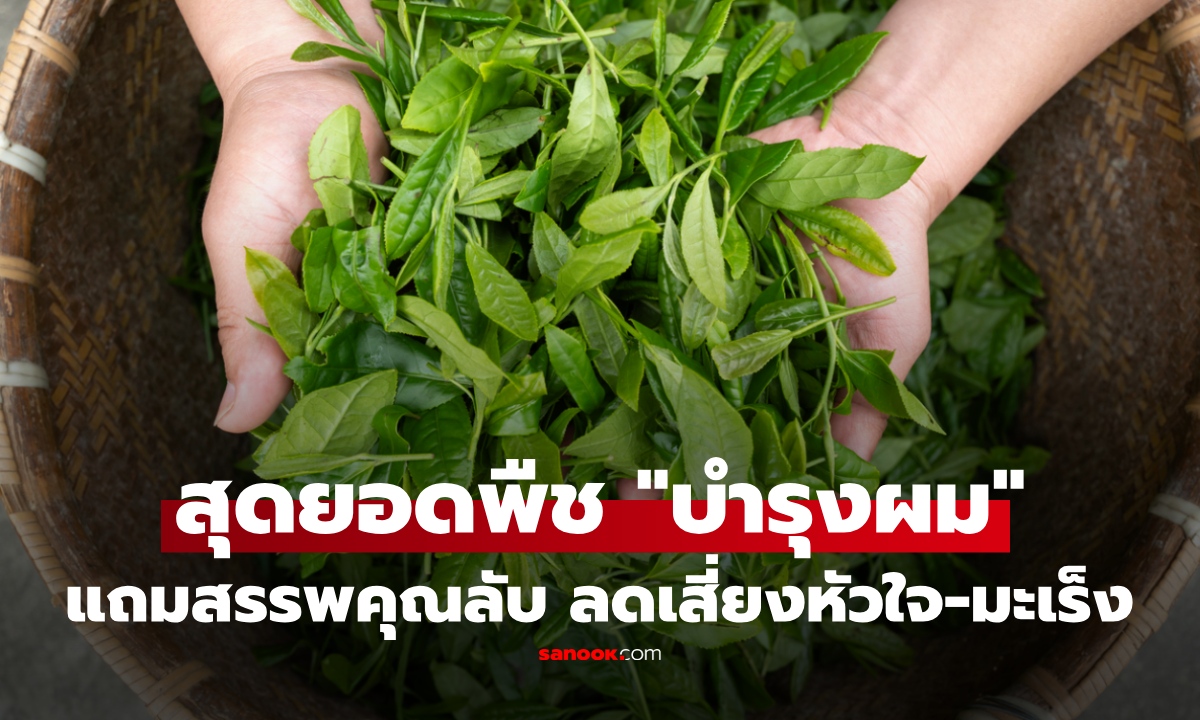 ไม่ใช่สมุนไพรหายาก! ใบไม้ 1 ชนิด สุดยอดพืช "ลดผมร่วง-กระตุ้นผมใหม่" แถมสรรพคุณลับต้านมะเร็ง