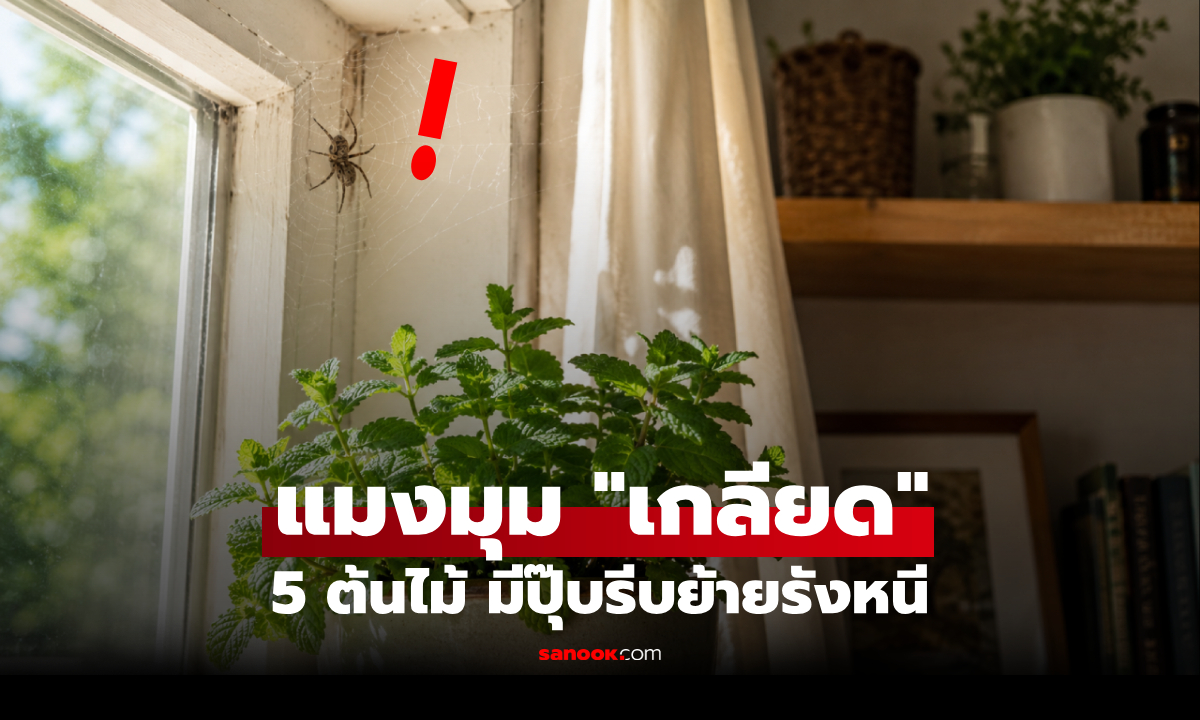 "แมงมุมขึ้นบ้าน" โบราณว่าดีหรือร้าย? กูรูแนะนำ 5 ต้นไม้ที่มัน “เกลียด” จนรีบย้ายรังหนี!