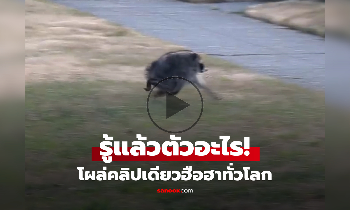 คลิปเดียวฮือฮา "สัตว์แปลก" หน้าตาประหลาด จนกลายเป็นไวรัลทั่วโลก นึกว่าแมวแต่ไม่ใช่!