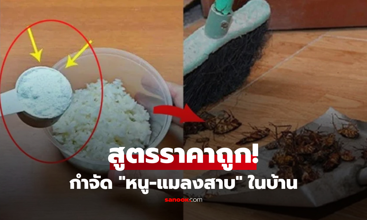 แค่ผสมข้าวเหลือกับ "สิ่งนี้" สูตรกำจัดหนู-แมลงสาบ จากประเทศเพื่อนบ้าน!