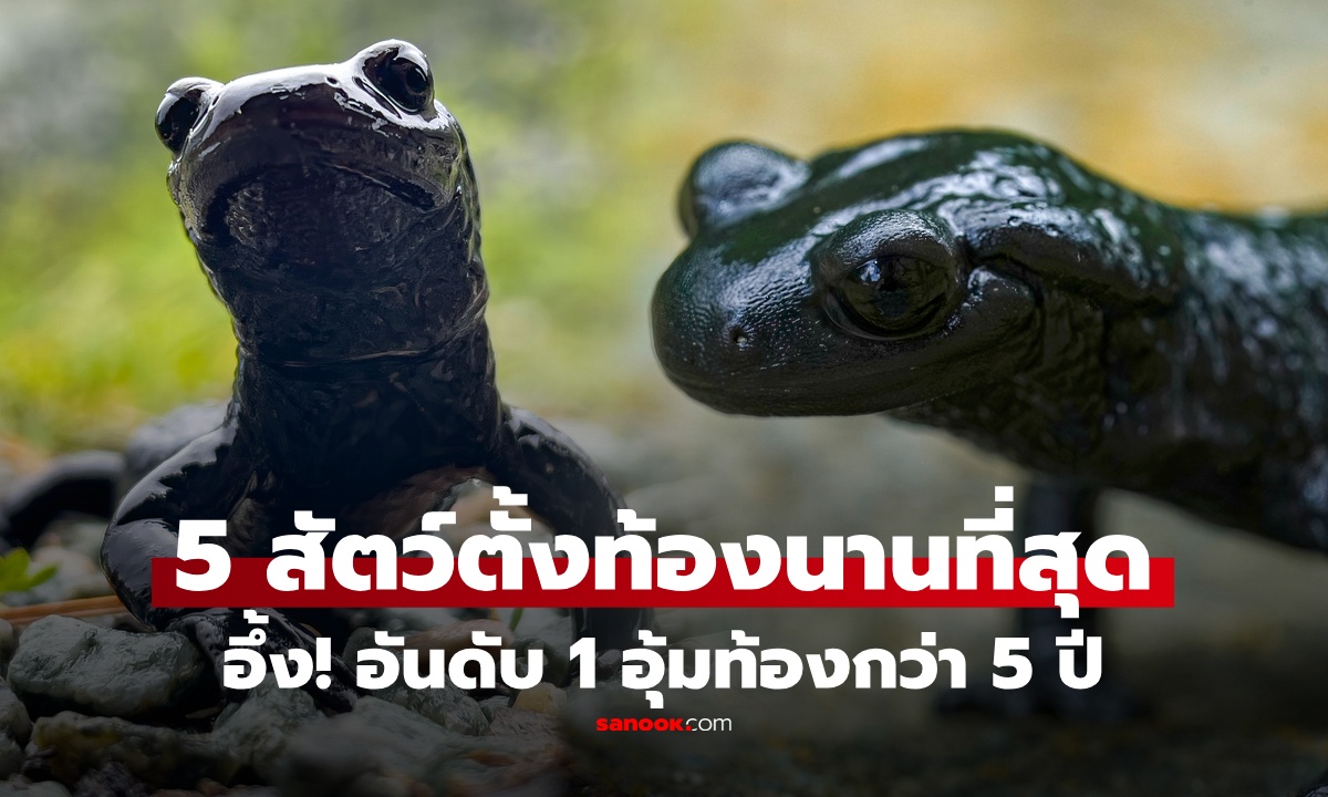 ช้างยังต้องหลบ! เปิด 5 อันดับสัตว์ที่ "ตั้งท้องนานที่สุดในโลก" อึ้ง ที่ 1 อุ้มท้อง 5 ปี