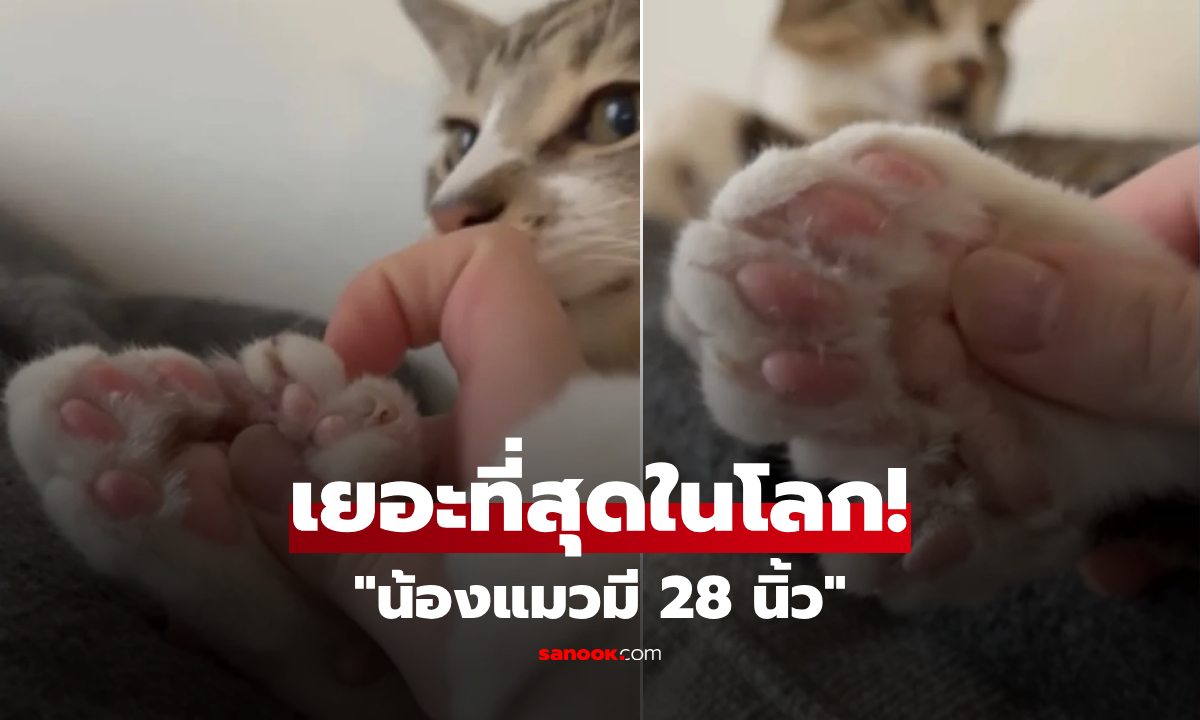 ทุบสถิติโลก! อดีตแมวจรมี 28 นิ้ว ทาบแชมป์กินเนสส์บุ๊ก เจ้าของเผย "ปัญหาเดียว" ที่เจอ