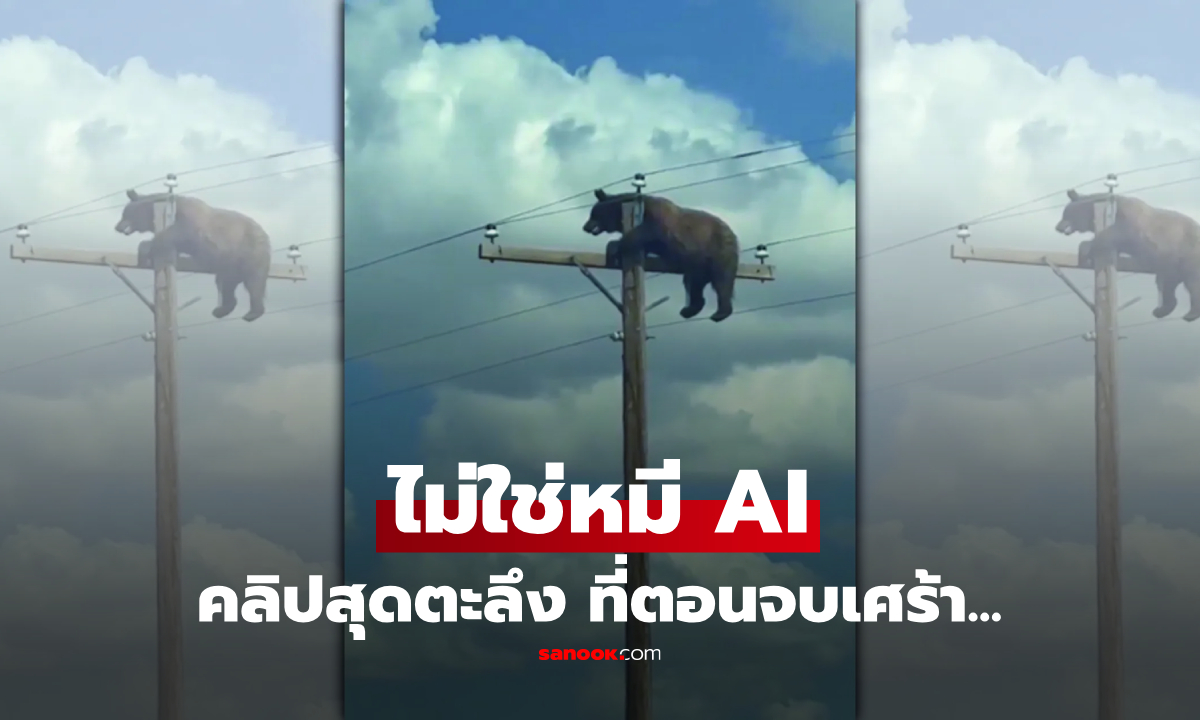 (มีคลิป) ขับรถอยู่ดีๆ ผงะเจอ "หมีเกาะยอดเสา" โร่แจ้ง จนท.ช่วยเหลือ แต่สุดท้ายจบเศร้า