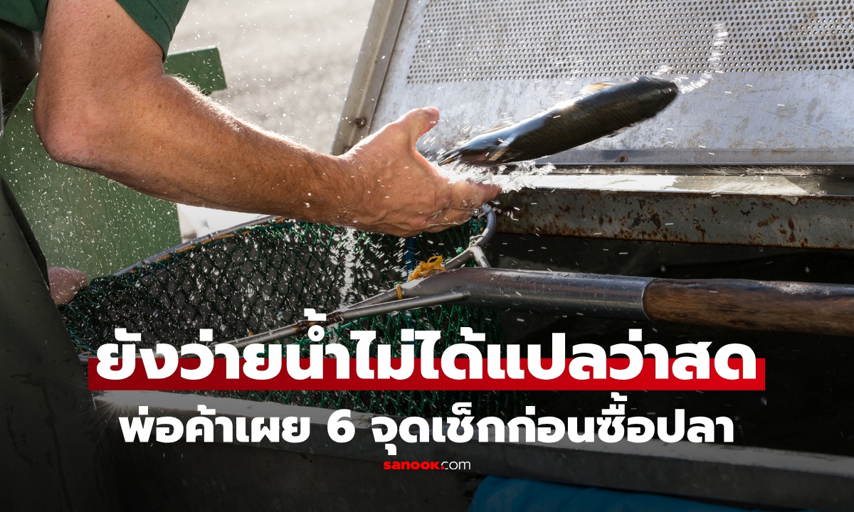 ยังว่ายน้ำอยู่ไม่ได้แปลว่าดี! พ่อค้าเผยวิธีเลือกปลา เช็ก 6 จุดนี้ก่อนซื้อ ได้ปลาสด เนื้อแน่น
