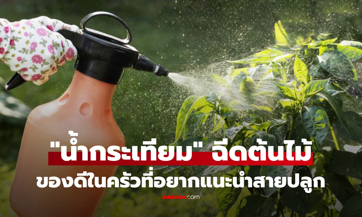 ทำไมหลายบ้านฉีด "น้ำกระเทียม” ลงบนต้นไม้? ที่แท้ของดีสายปลูกอยู่ในครัว!