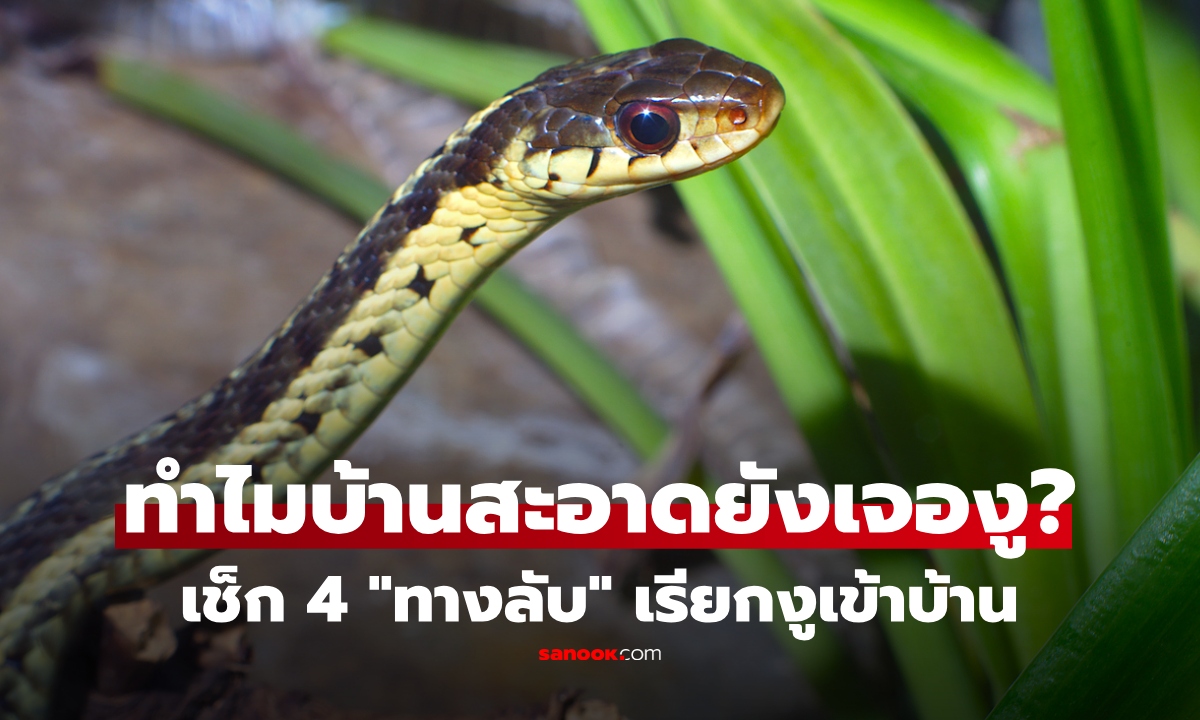 เปิด 4 จุดเสี่ยง "เรียกงูเข้าบ้าน" หน้าฝนต้องรีบเช็ก พร้อมวิธีป้องกัน