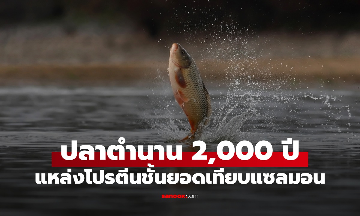 ปลาน้ำจืด "ชนิดแรกของโลก" ที่มนุษย์เลี้ยงเป็นอาหาร แหล่งโปรตีนชั้นยอดเทียบแซลมอน