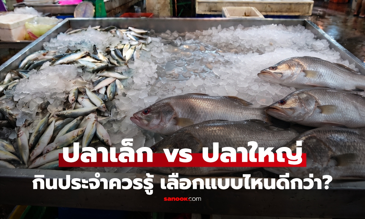 กินบ่อยควรรู้! เลือกปลา "ตัวใหญ่" หรือ "ตัวเล็ก" ดีกว่า? เปิดคำตอบนักโภชนาการ อาจไม่เหมือนที่คิด